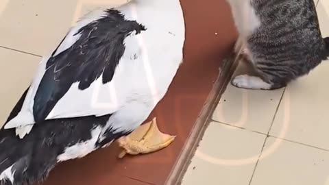 Funny video