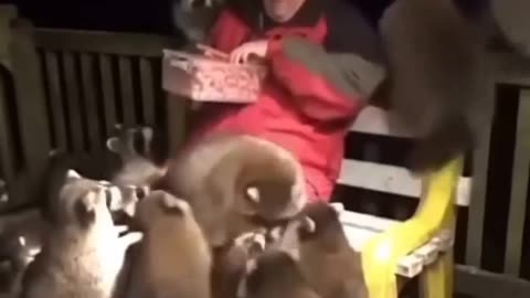 🐻🤯 These racoons are huge | FunFM