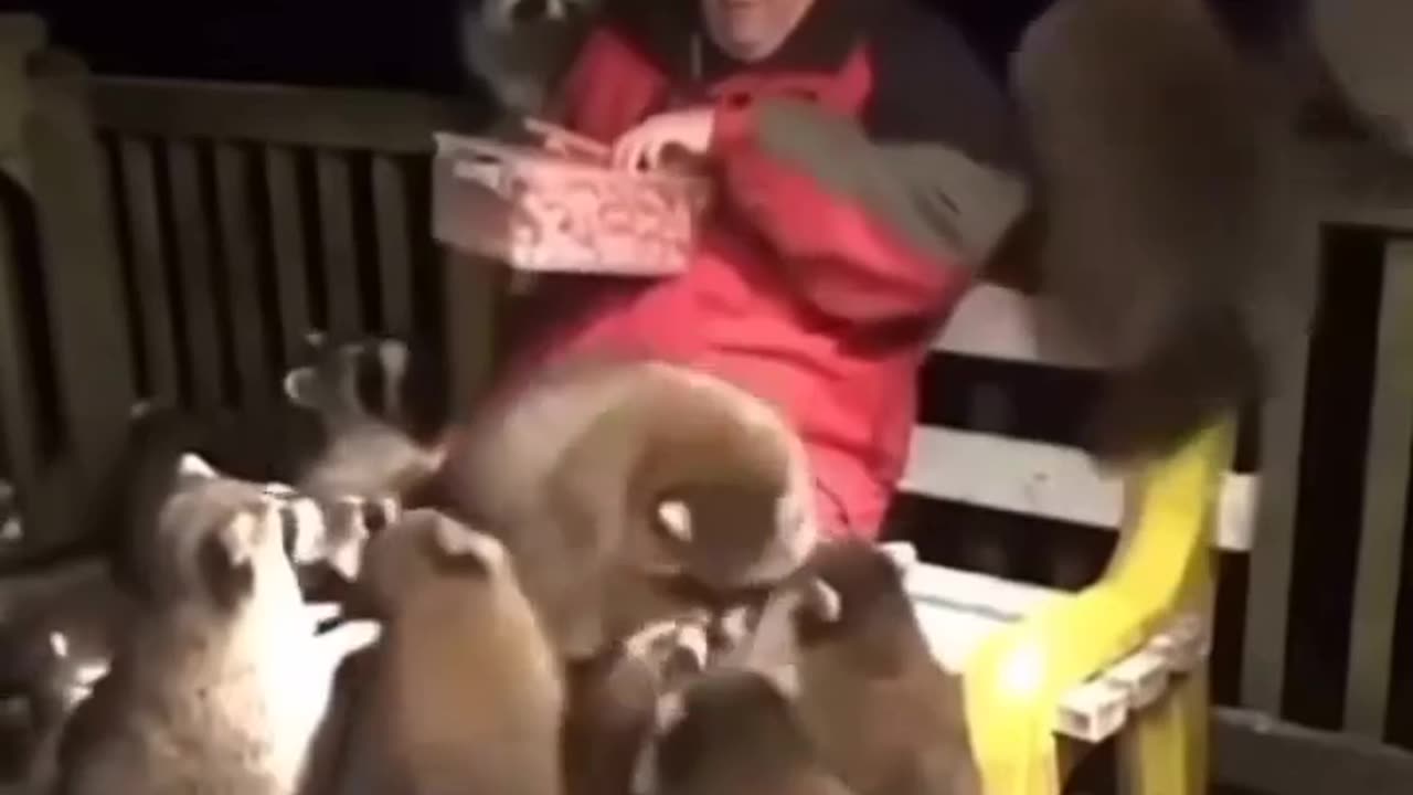 🐻🤯 These racoons are huge | FunFM