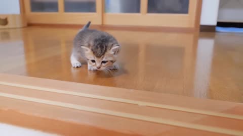 The kitten approaching the daddy cat to play with him was so cute.