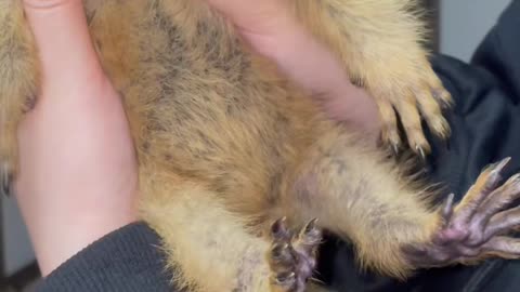 Cute marmot baby