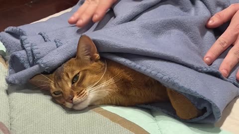 Cat Wrapped Cozily In Bedtime Blanket