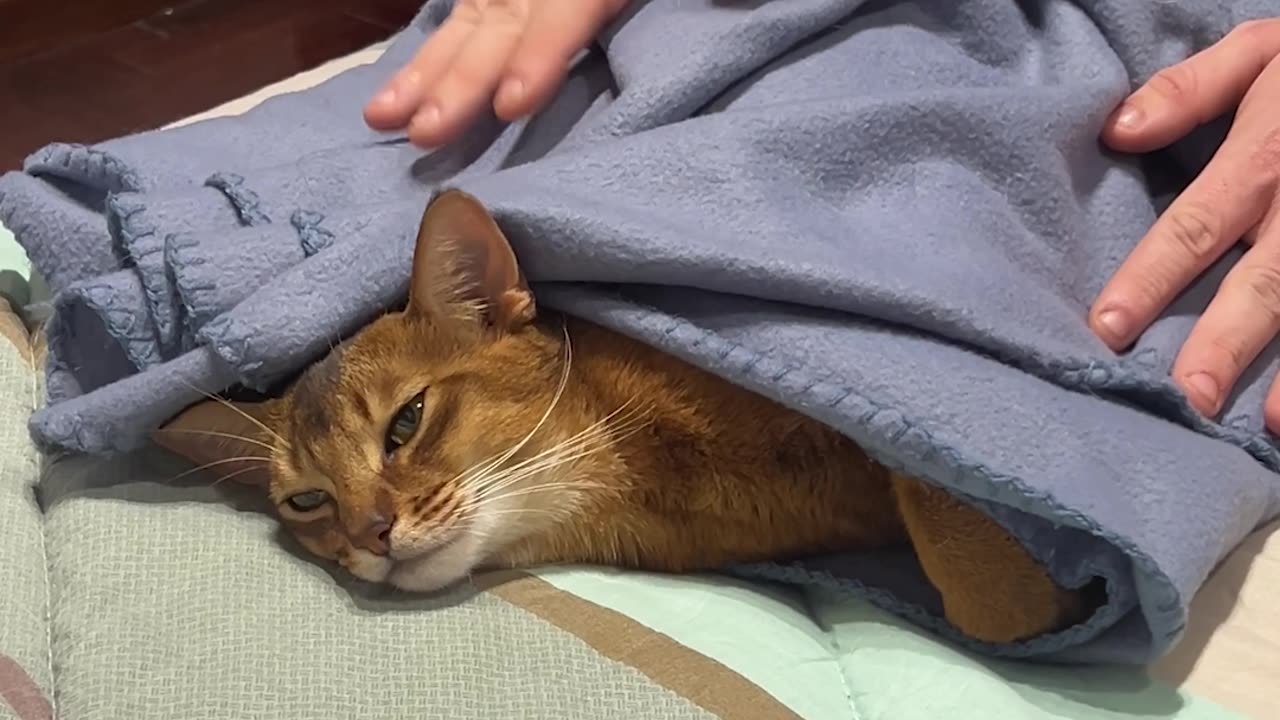 Cat Wrapped Cozily In Bedtime Blanket