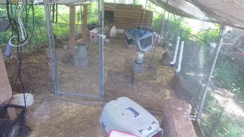 Chicken Live Stream