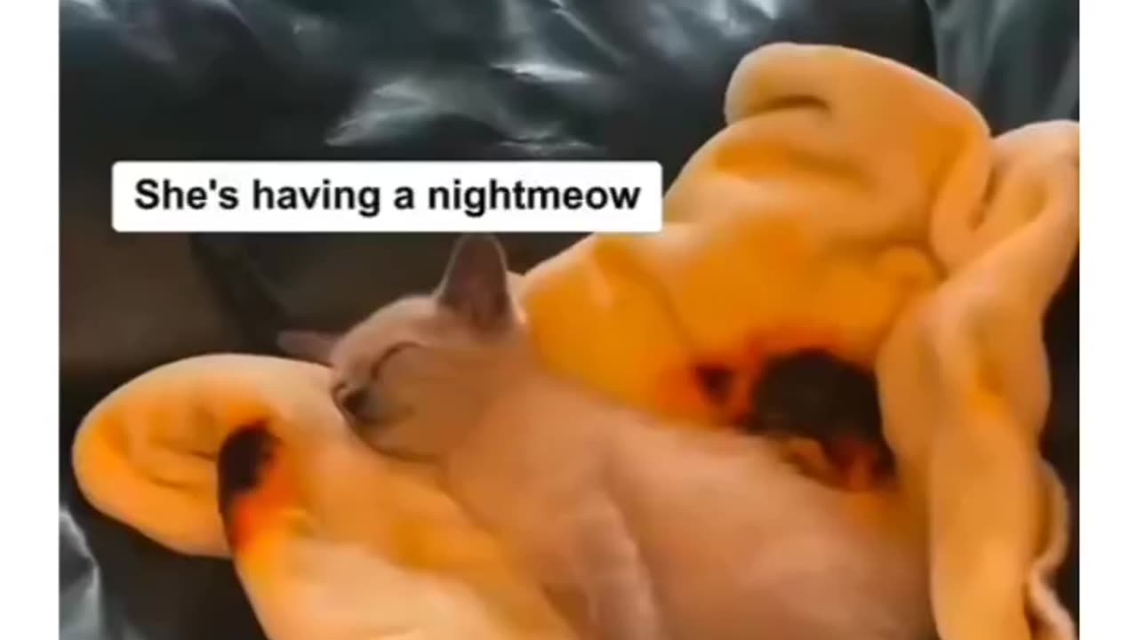 Animal