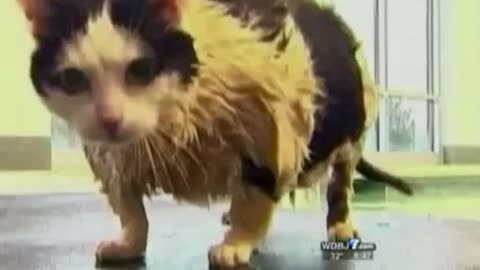 😂🐈 This Fat Cat's Epic Fail Will Make Your Day Better! | FunFM