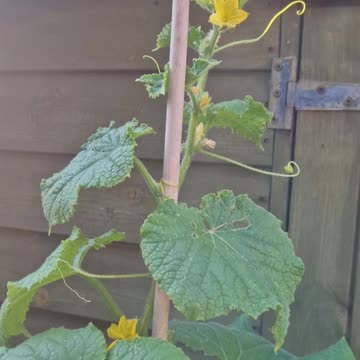 Tomatoes, cucumbers and more chillis