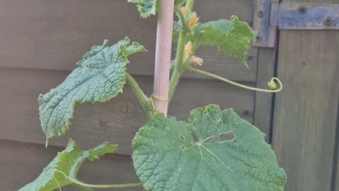 Tomatoes, cucumbers and more chillis