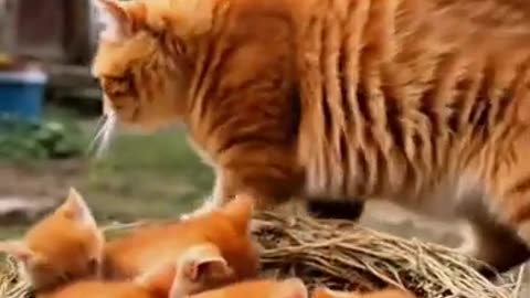 Ai Cat With Sheep story #cat #sheep #arabic #ai #viralvideo #shortstory #shorts #trendingshorts