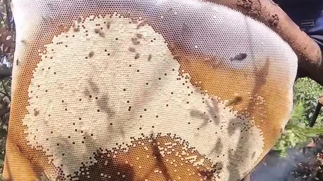 Bee keeping activities in the forest