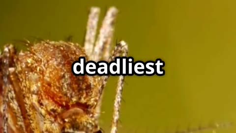 🦟Mosquitoes The World's Deadliest Creatures! 🦟💀🌎