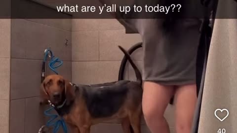 🤣😂 From Dog Wash to Disaster! | FunFM