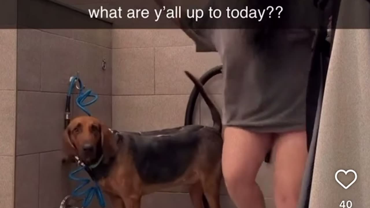 🤣😂 From Dog Wash to Disaster! | FunFM