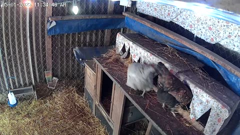 Nesting Time!
