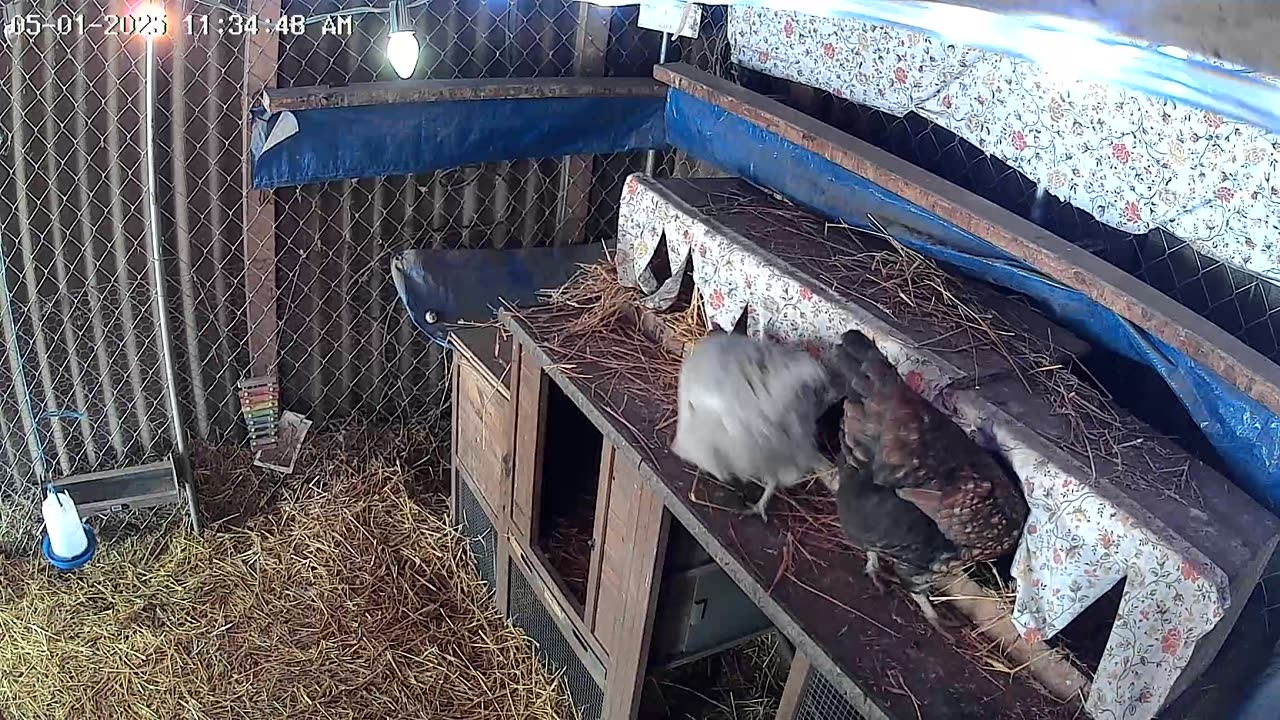 Nesting Time!