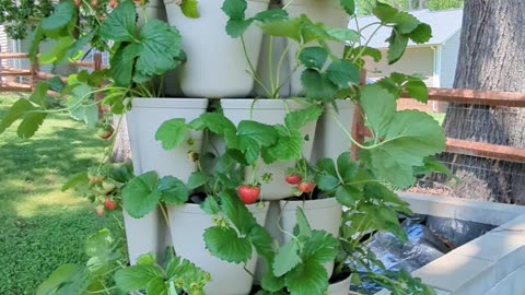 Everbearing Strawberries