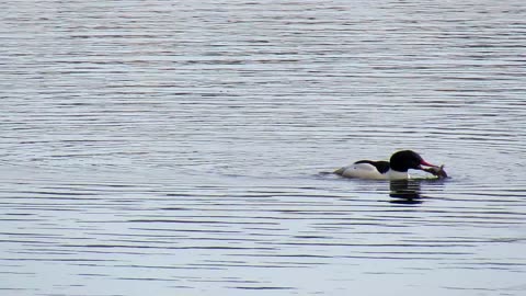 Common Merganser devours a fish