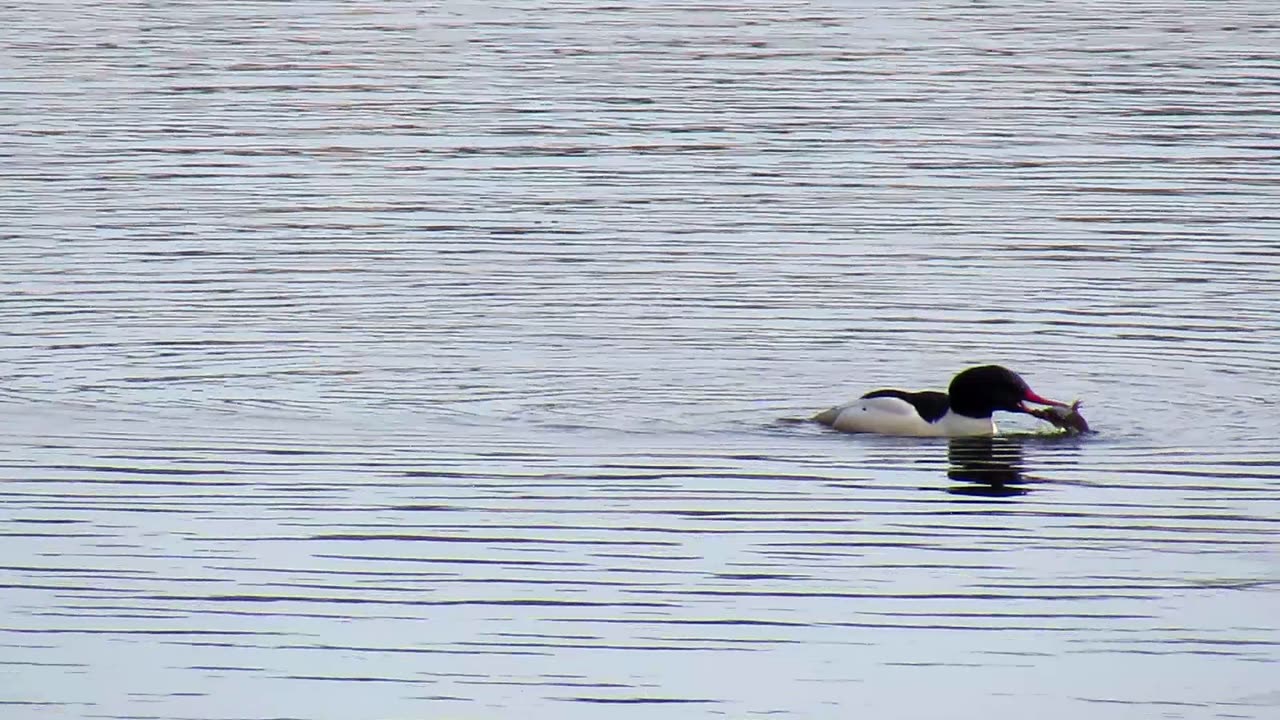 Common Merganser devours a fish