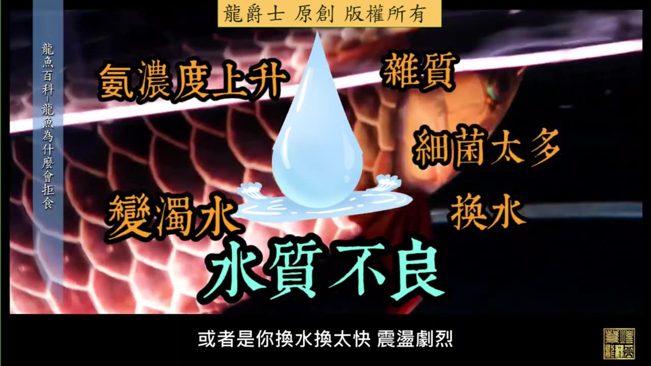 【龍爵士】龍魚百科 龍魚為什麼不吃