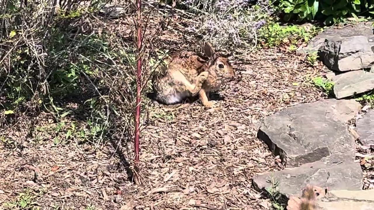 Rabbit in the Garden