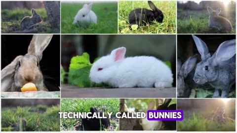 These Are 8 Most Fascinating Facts About Rabbits