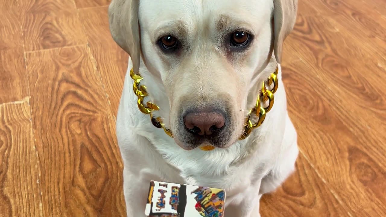 狗子：我都帮你拿过来了，赶紧给点“报酬”Dog: I got it all for you, so hurry up and give me some “reward”.