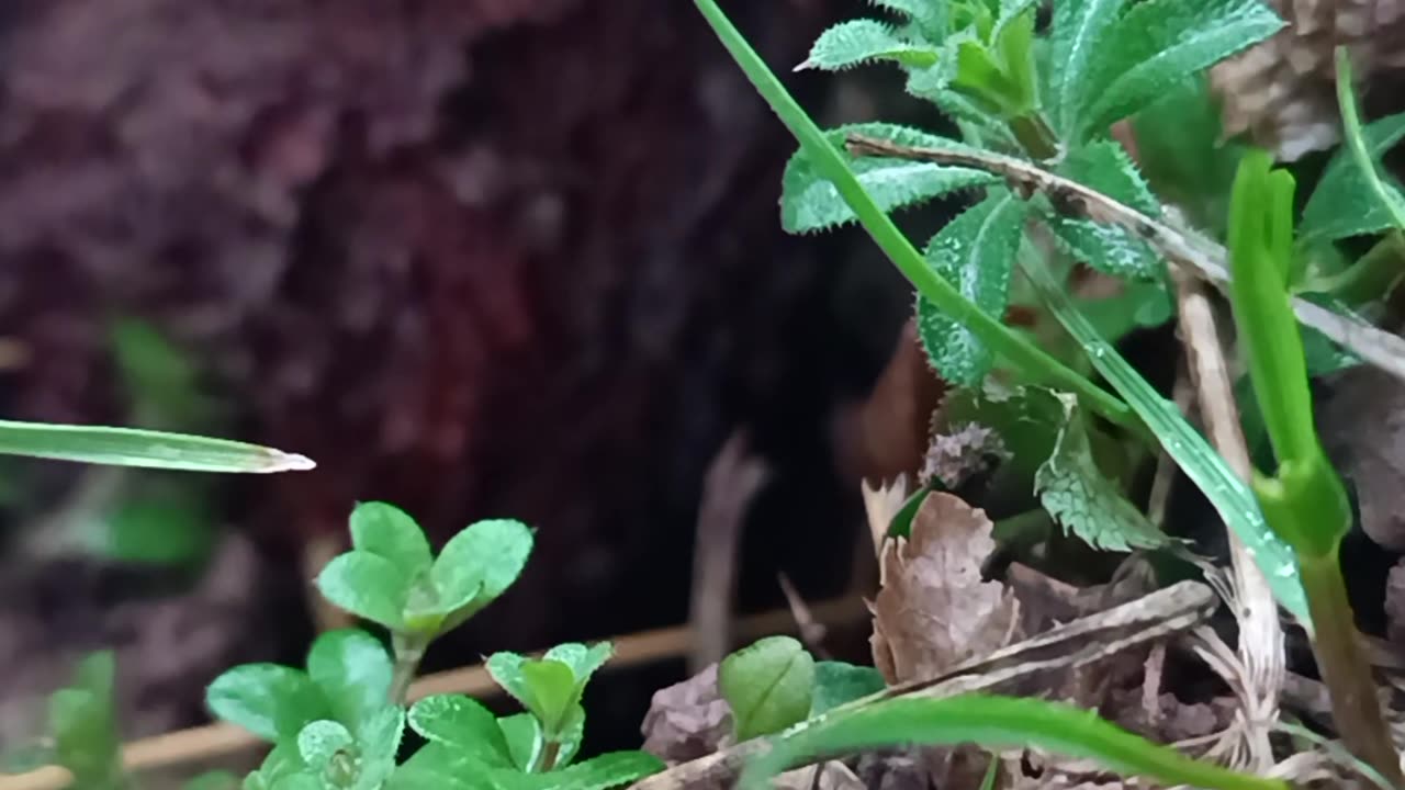 Hidden Secrets of Nature – A Close Look at the Underground Life