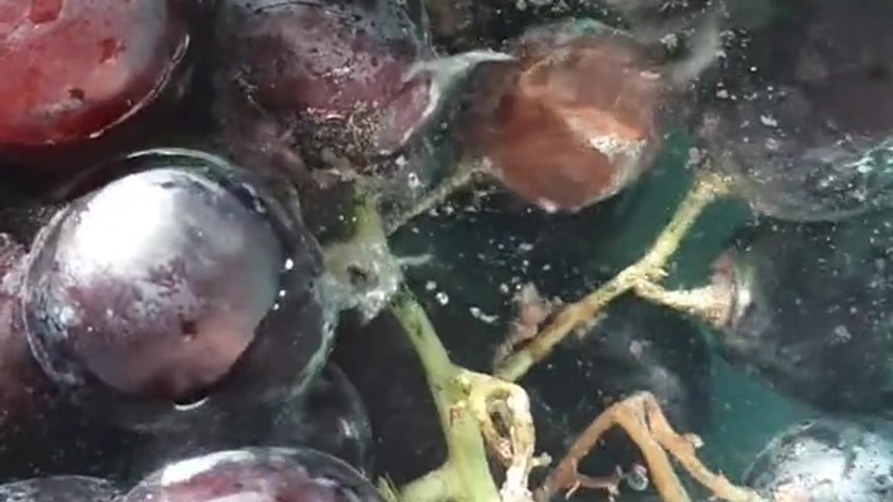 Obstwaschwasser unter dem Mikroskop