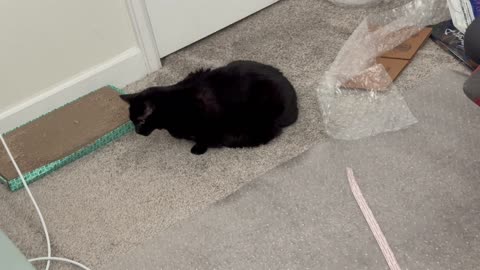 Cute Precious Piper Performs An Office Inspection - My Adopted Shelter Cat Vlog