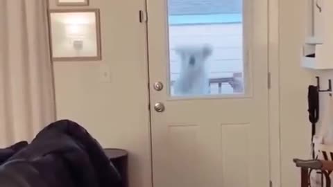 Funny video pets