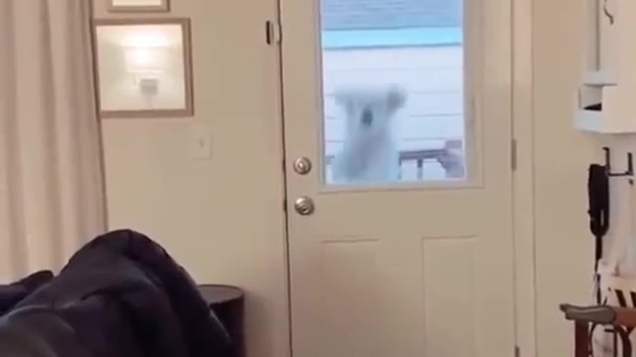 Funny video pets