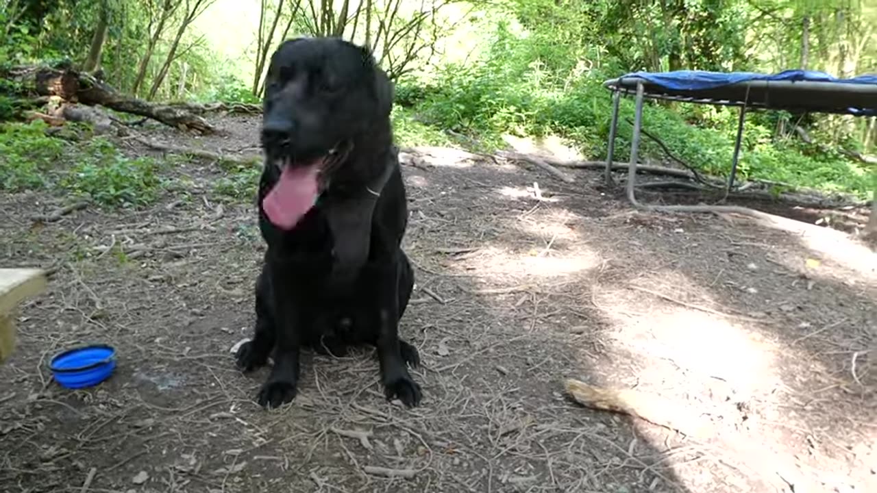 sebbylicious is a tired hot doggy