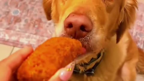 Funny animals