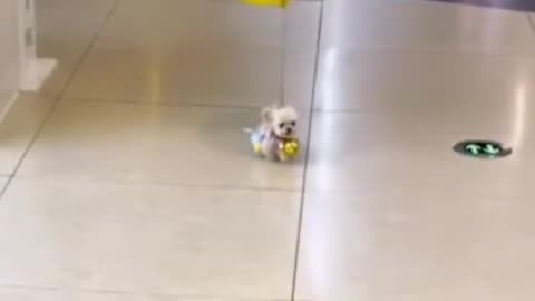 Let Me Fly Away 🎶🐶— I Just Wanted to Be Free ❤️🐾