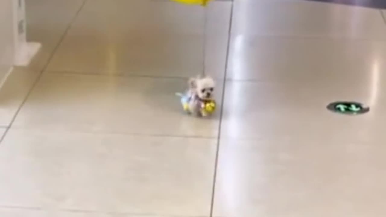 Let Me Fly Away 🎶🐶— I Just Wanted to Be Free ❤️🐾
