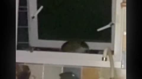 👻Creature Caught Climbing Through Kitchen Window! | TheHauntingHour