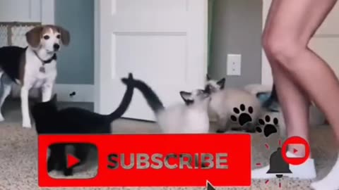 Cats Core—The Funniest Kitty Compilation Ever! 🐱🤣