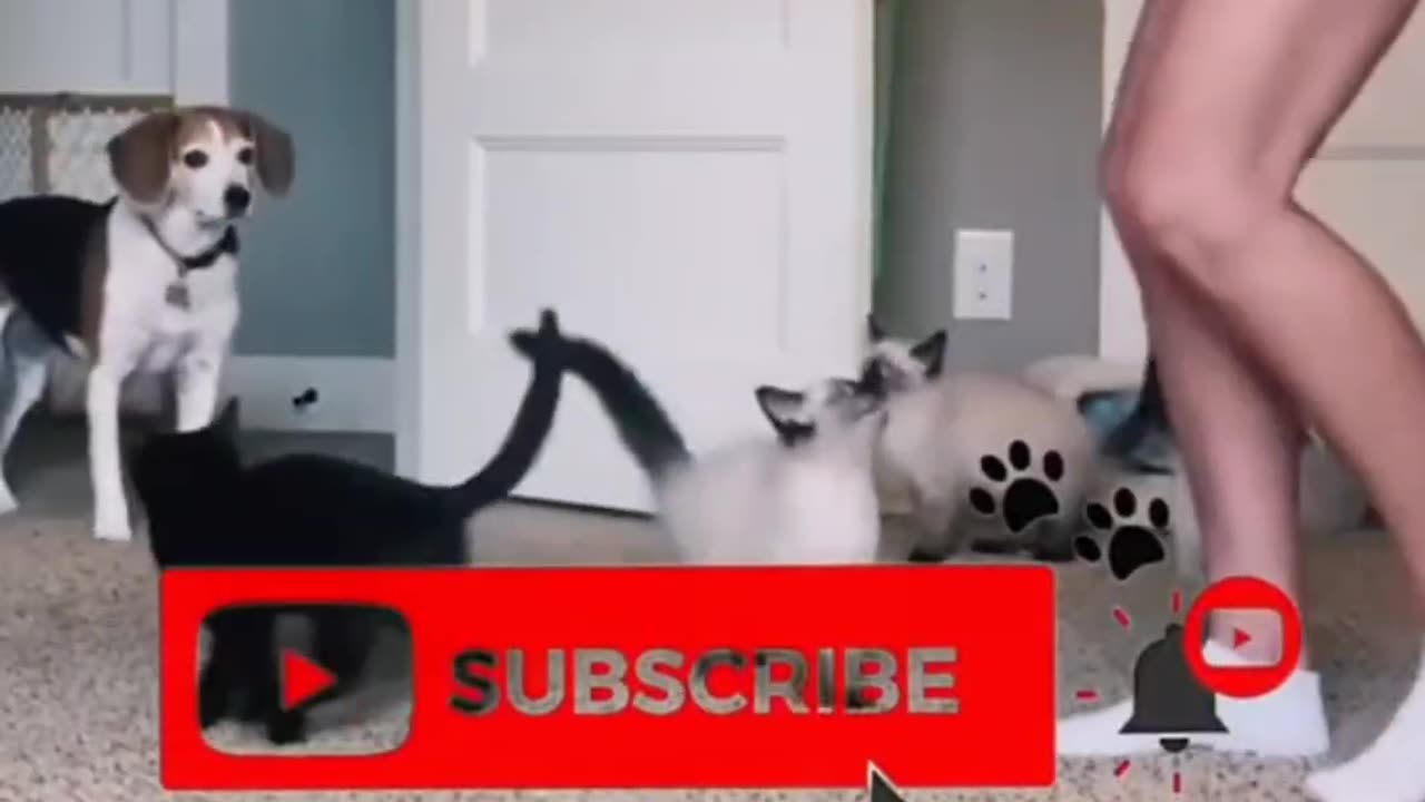 Cats Core—The Funniest Kitty Compilation Ever! 🐱🤣