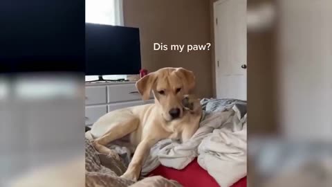 Husky and Labrador eating food funny videos #husky #Labrador #dog #funnypets #shortsvideo #funny 
