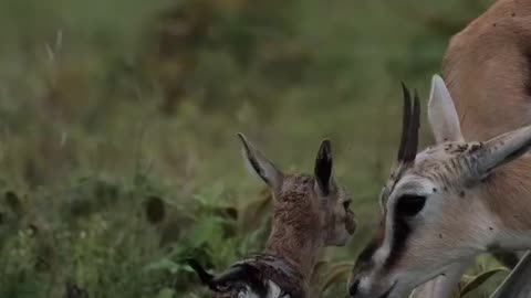 "A Miracle in Ngorongoro: The Birth of a Gazelle!"