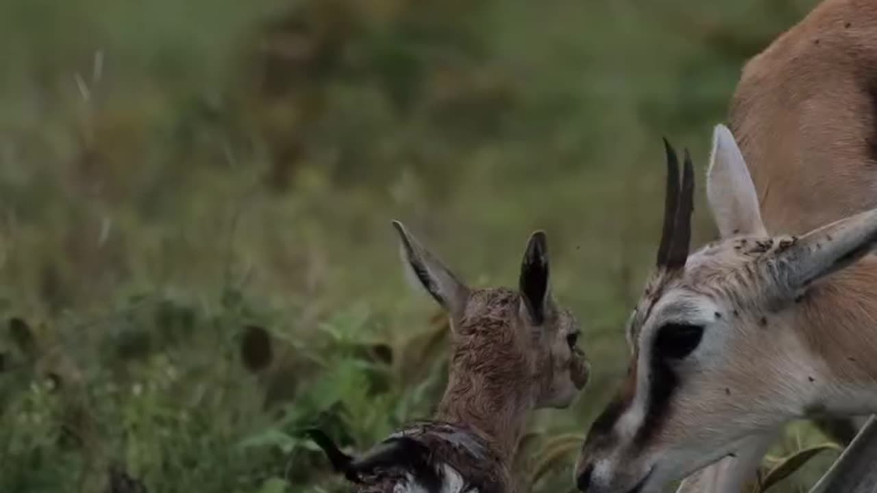 "A Miracle in Ngorongoro: The Birth of a Gazelle!"