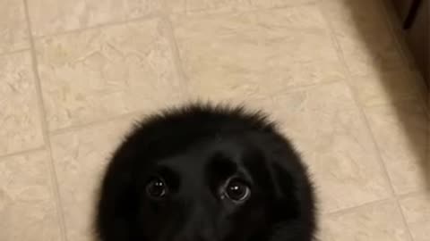 😂🐶 Black Hole Doggo - The Ultimate Vacuum! | FunFM