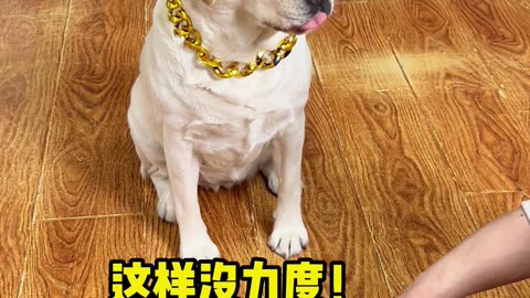 狗狗：一山不容二虎，一家不容两狗。Dogs: Two tigers are not allowed in one mountain, and two dogs are not allowed in a family.