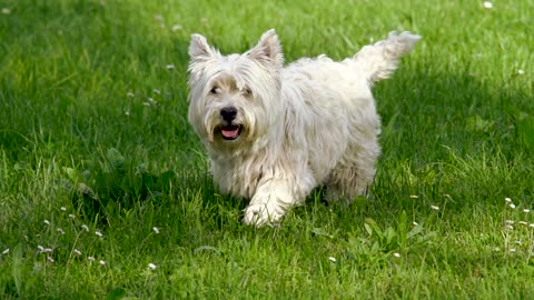 Enjoy moments with your beloved dog and good music
