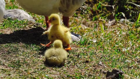 Cutest Tiny Goslings