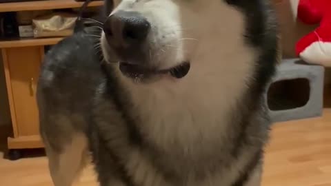 Dog Gets Jealous When Cat Steals Its Snack 😂