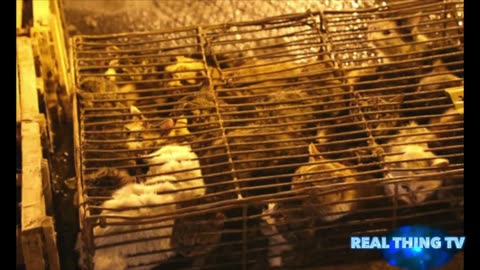 GRAPHIC CONTENT::DOG & CAT MEAT in China refuses to ban