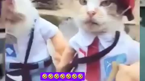 Kucing bikin babu ketawa