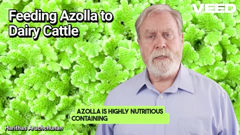 Feeding Azolla to Dairy Cattle