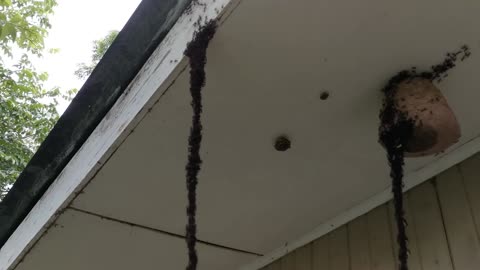 🤯🧠 Army Ants Build Amazing Bridges to Invade Wasp Nests! | FeedMyCuriosity